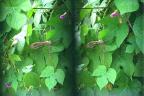 Preying Mantis